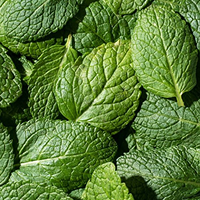 Peppermint Extract