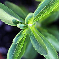 Stevia Extract